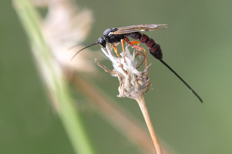 Imenottero femmina (Ichneumonidae: Exeristes?)